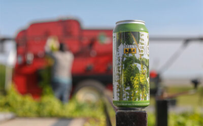 Sideyard Ale will return along with two, new limited fresh-hopped beers