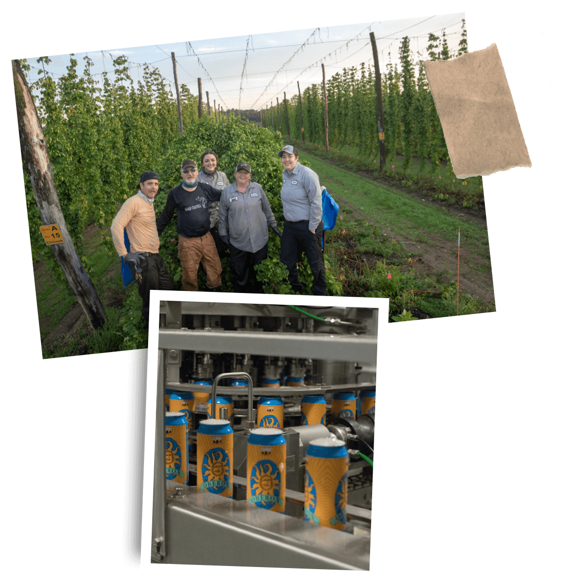 Top image showing the hop yard. Bottom image showing cans of Oberon being filled with beer